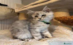 Maine Coon cats for sale: Stunning Maine Coon girls  - Image 13