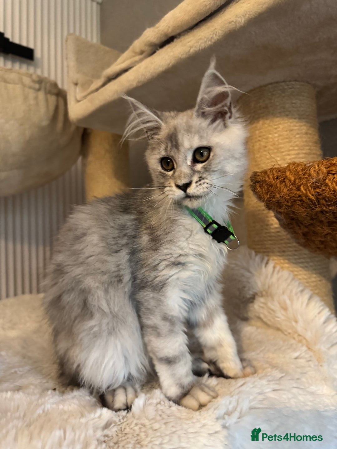 Maine Coon cats for sale: Stunning Maine Coon girls  - Image 13