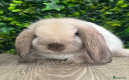 Mini Lop rabbits for sale: BEAUTIFUL BABY MINI LOP BUNNIES  - Image 7