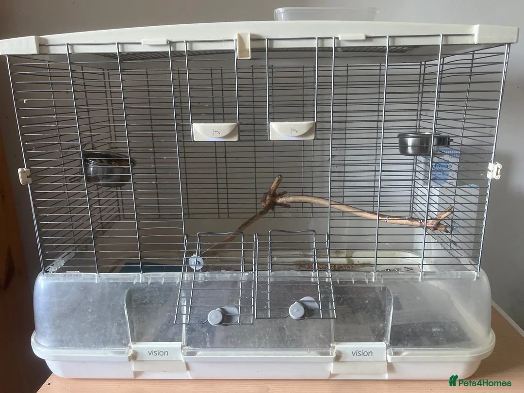 Conures birds for sale: Baby 3 month old love bird pair with cage and food - Advert 5