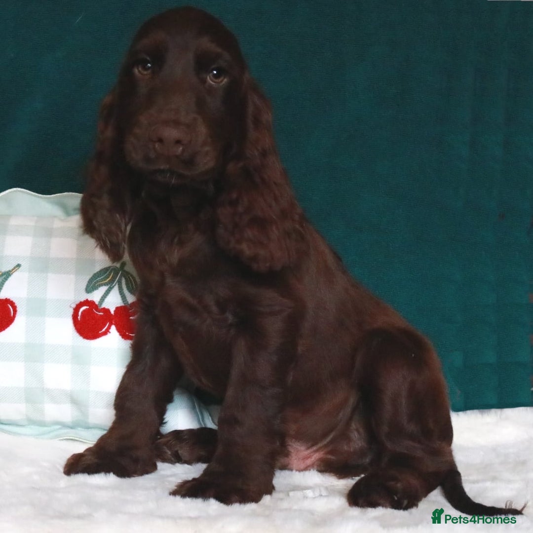 Cocker Spaniel dogs for sale: Gorgeous show cocker spaniel puppies for sale  - Image 9