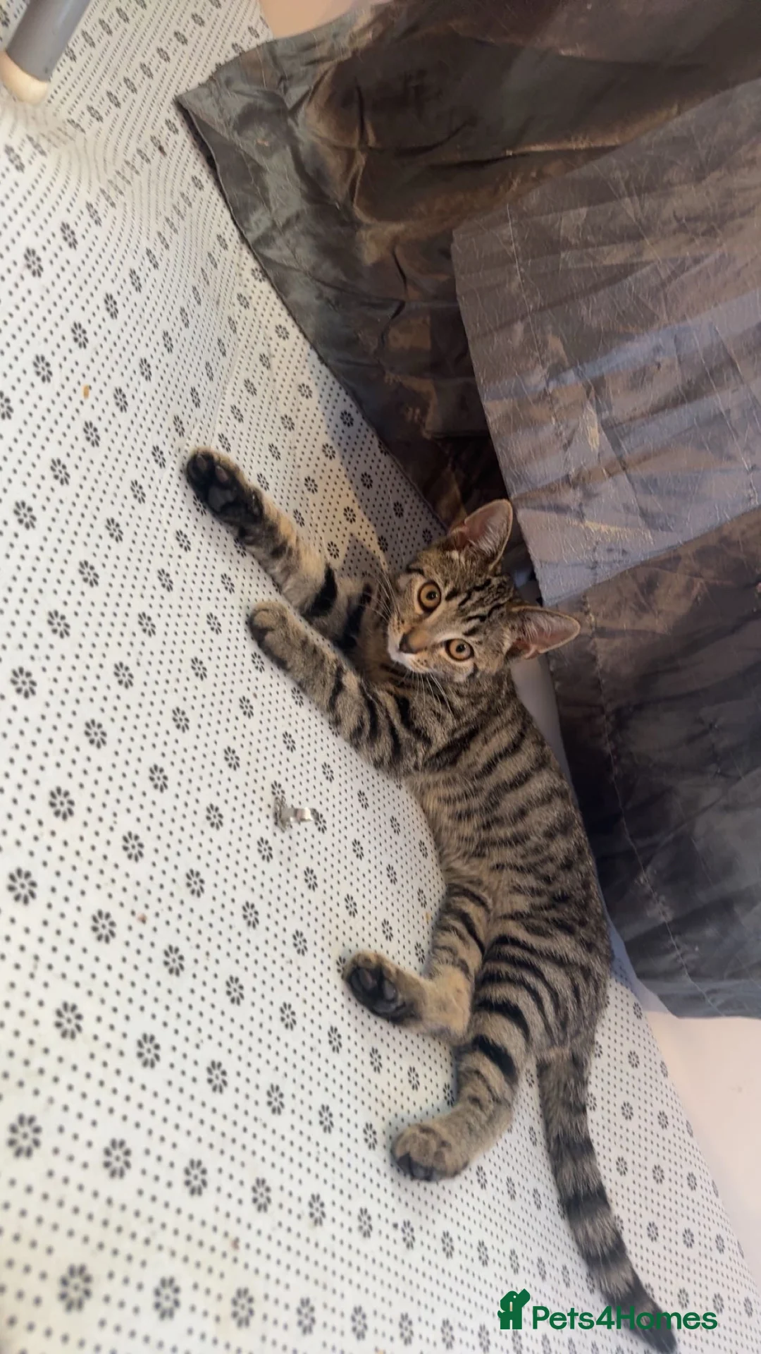 Bengal cats for sale: female kitten in Hastings - Advert 1