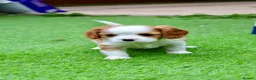 Cavalier King Charles Spaniel dogs for sale: Cavalier Boy Available - Advert 2