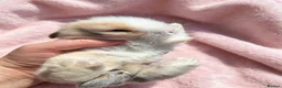Mini Lion Lop rabbits for sale: Breeding pair of mini lion lops plus babies - Advert 6