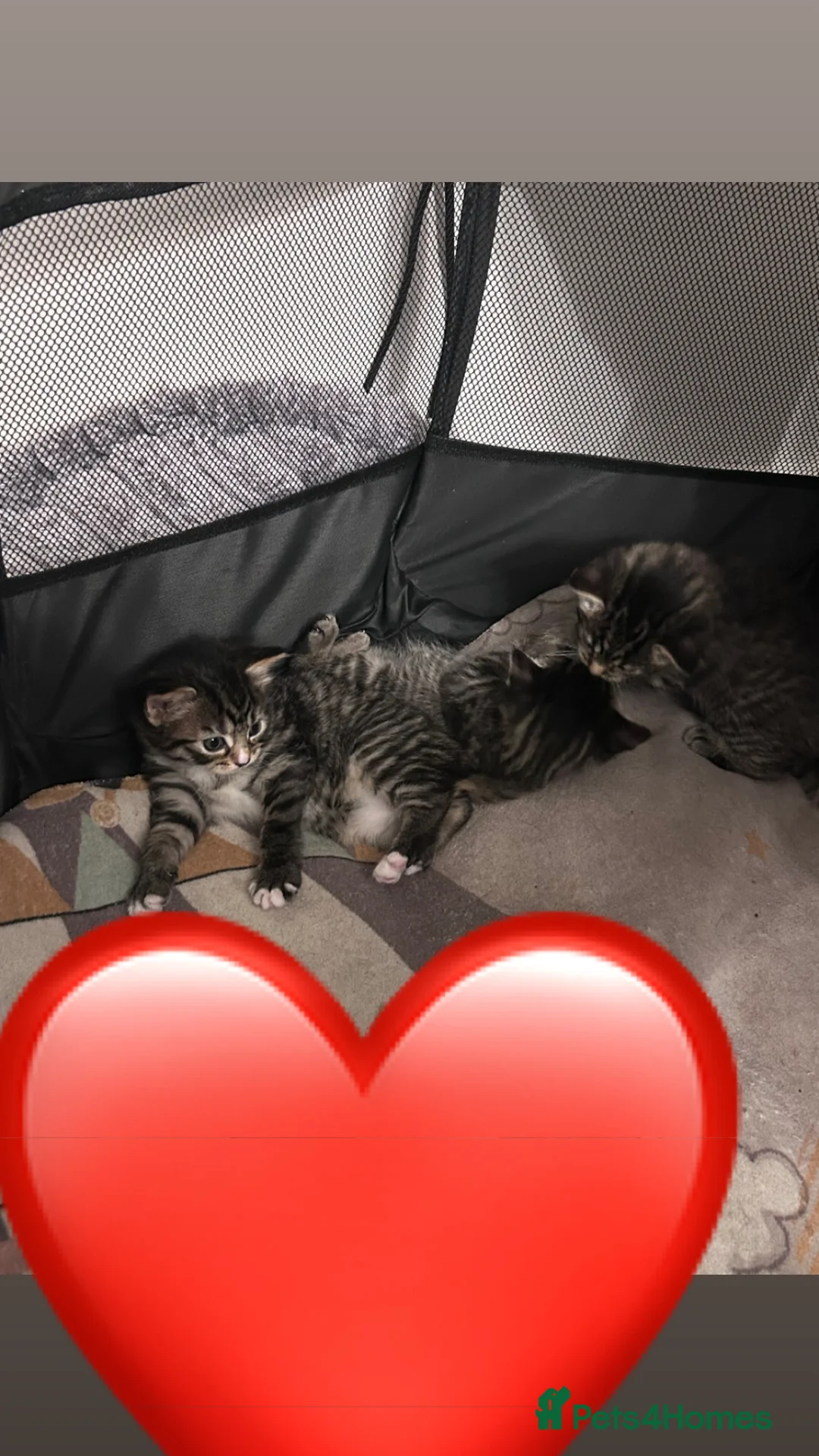Mixed Breed cats for sale: Maine coon & tabby mix in Barnsley - Advert 1