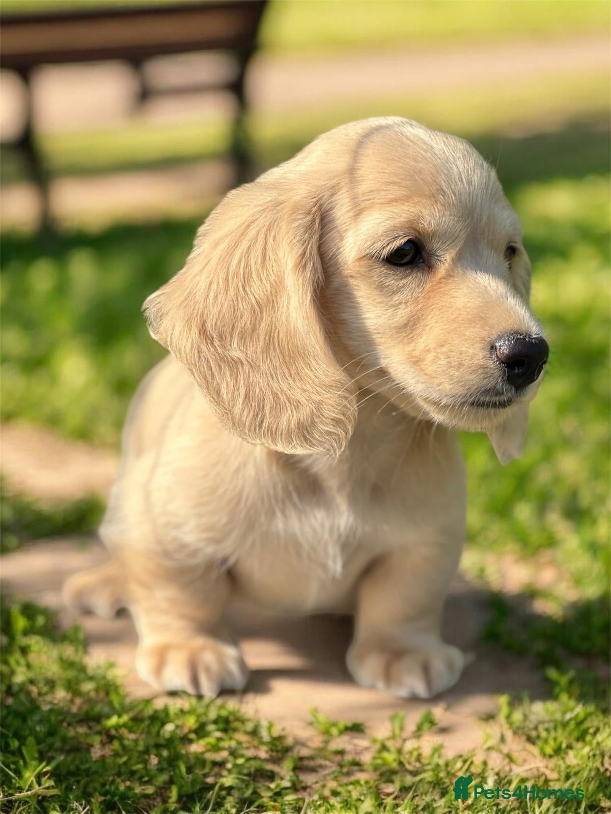 Miniature Dachshund dogs KC mini longhaired brindle dachshunds  - Advert 13