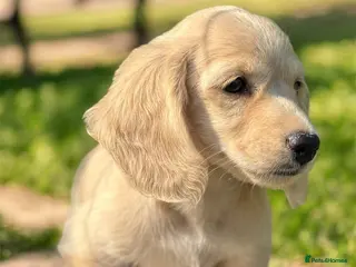 Miniature Dachshund dogs KC mini longhaired brindle dachshunds - Advert 13