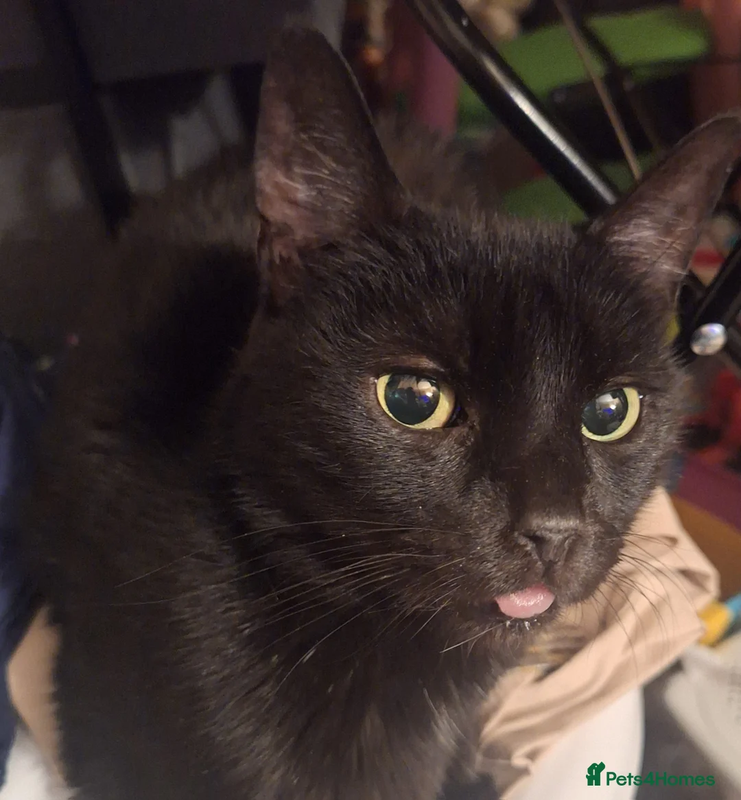 Mixed Breed cats for sale: Beautiful tortoise shell kitten left 😍  in Northolt - Advert 2