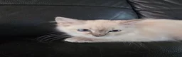 Ragdoll cats for sale: pedigree Ragdoll  - Advert 25