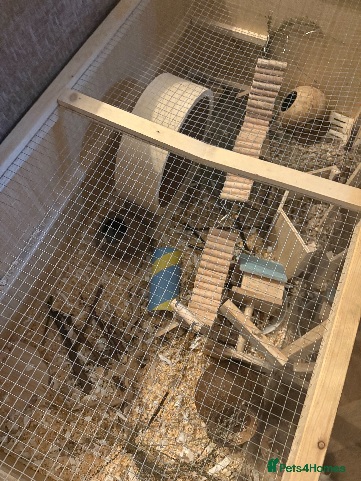Hamster rodents Syrian hamster and set up - Advert 1