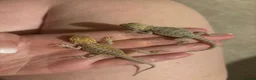 Bearded Dragon reptiles for sale: Baby Bearded Dragons. Visual Dunners & Hypos - Advert 31