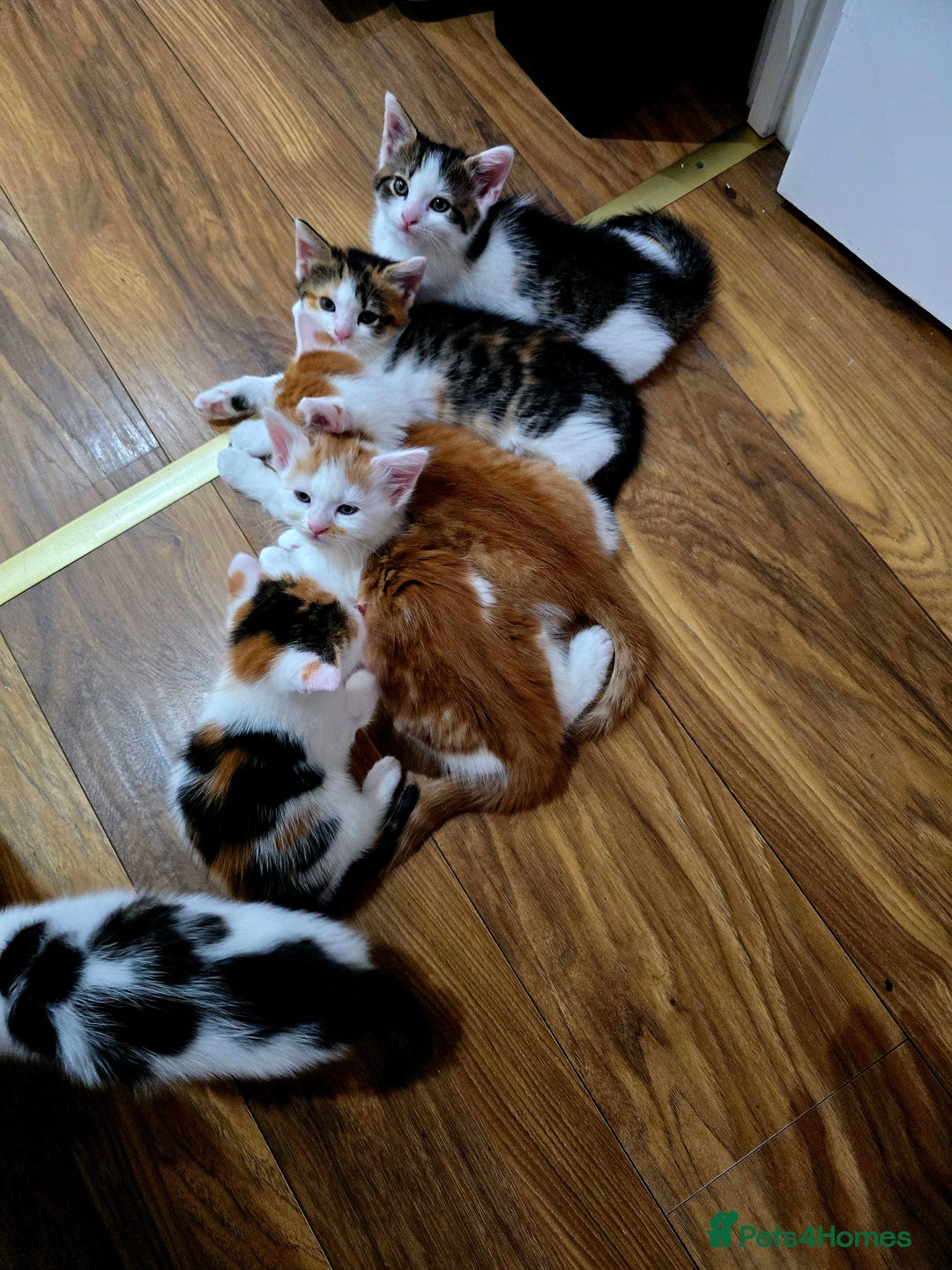 Mixed Breed cats for sale: 6 kittens  - Image 10