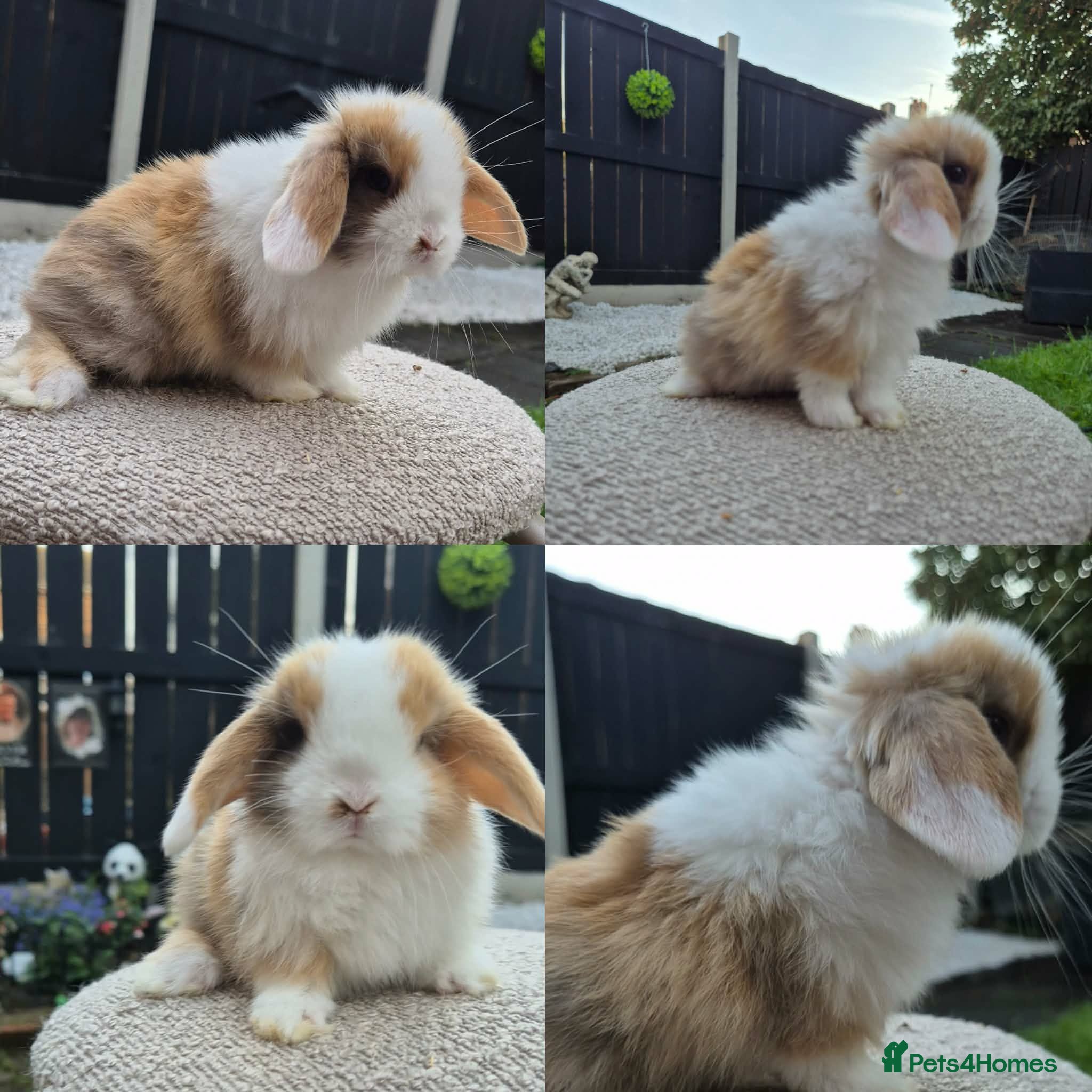 Mini Lop rabbits Mini lop Rabbit  - Advert 7