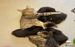 Domestic Shorthair cats for sale: 2 kittens available 1x male 1x female  - Image 5