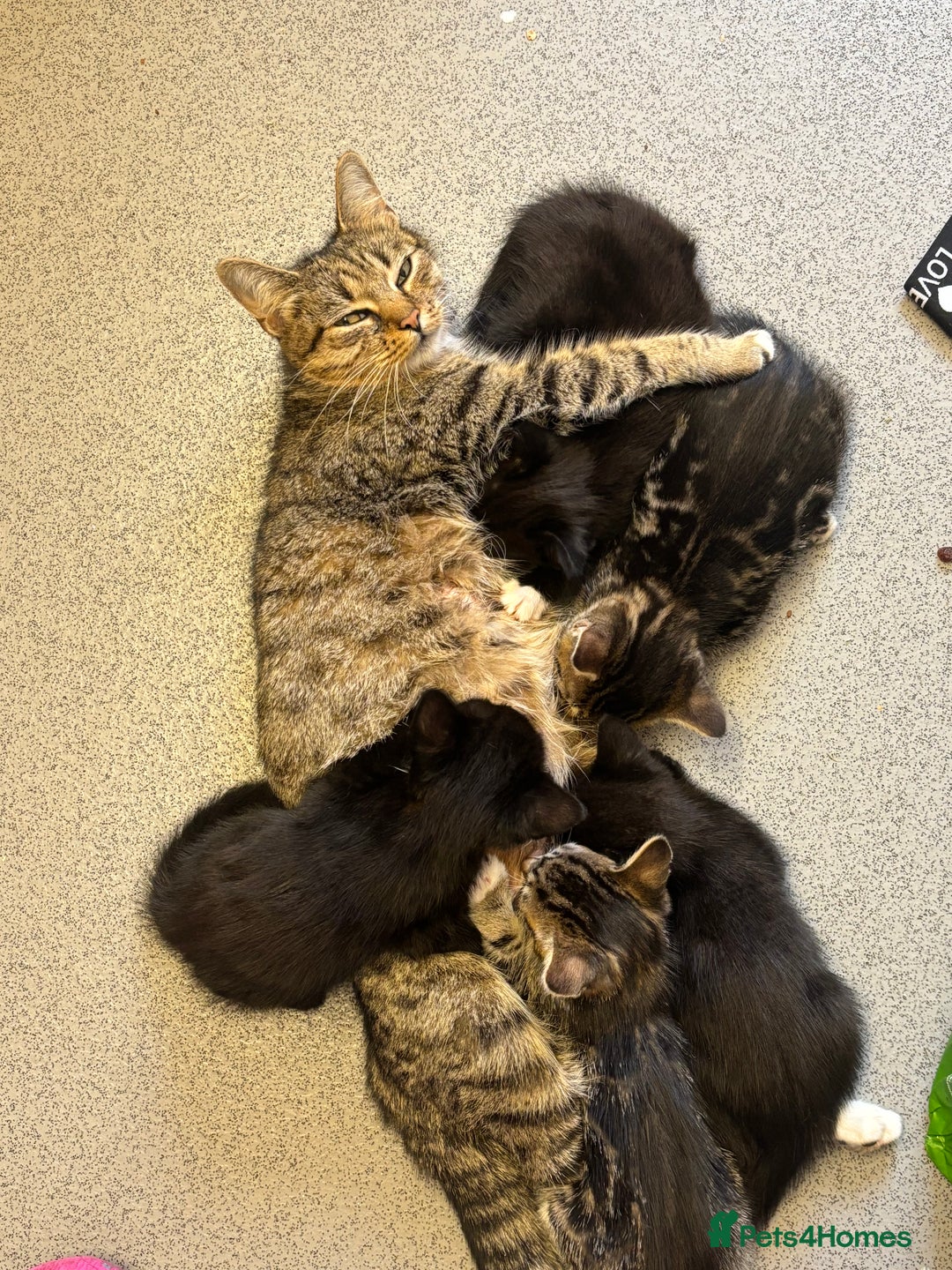 Domestic Shorthair cats for sale: 2 kittens available 1x male 1x female  - Image 5