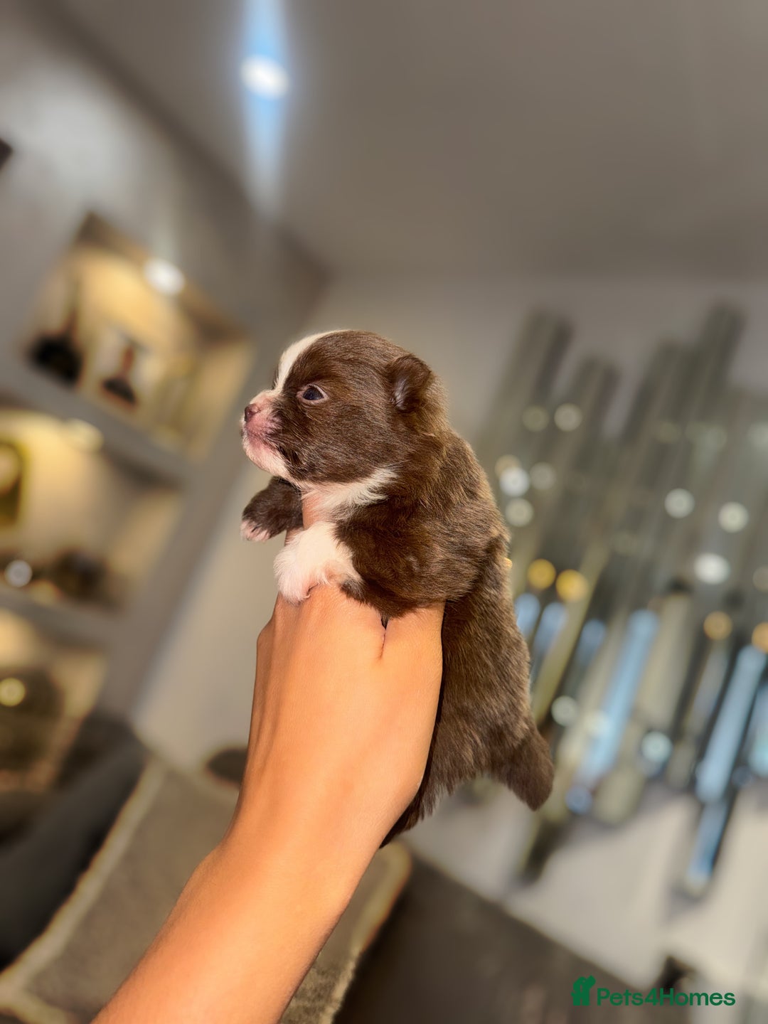 Pomeranian dogs for sale: CHOCOLATE FLUFFY PUPS - Advert 12