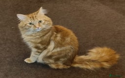 Siberian cats for stud: Handsome Ginger Siberian Cat for Stud - Image 2