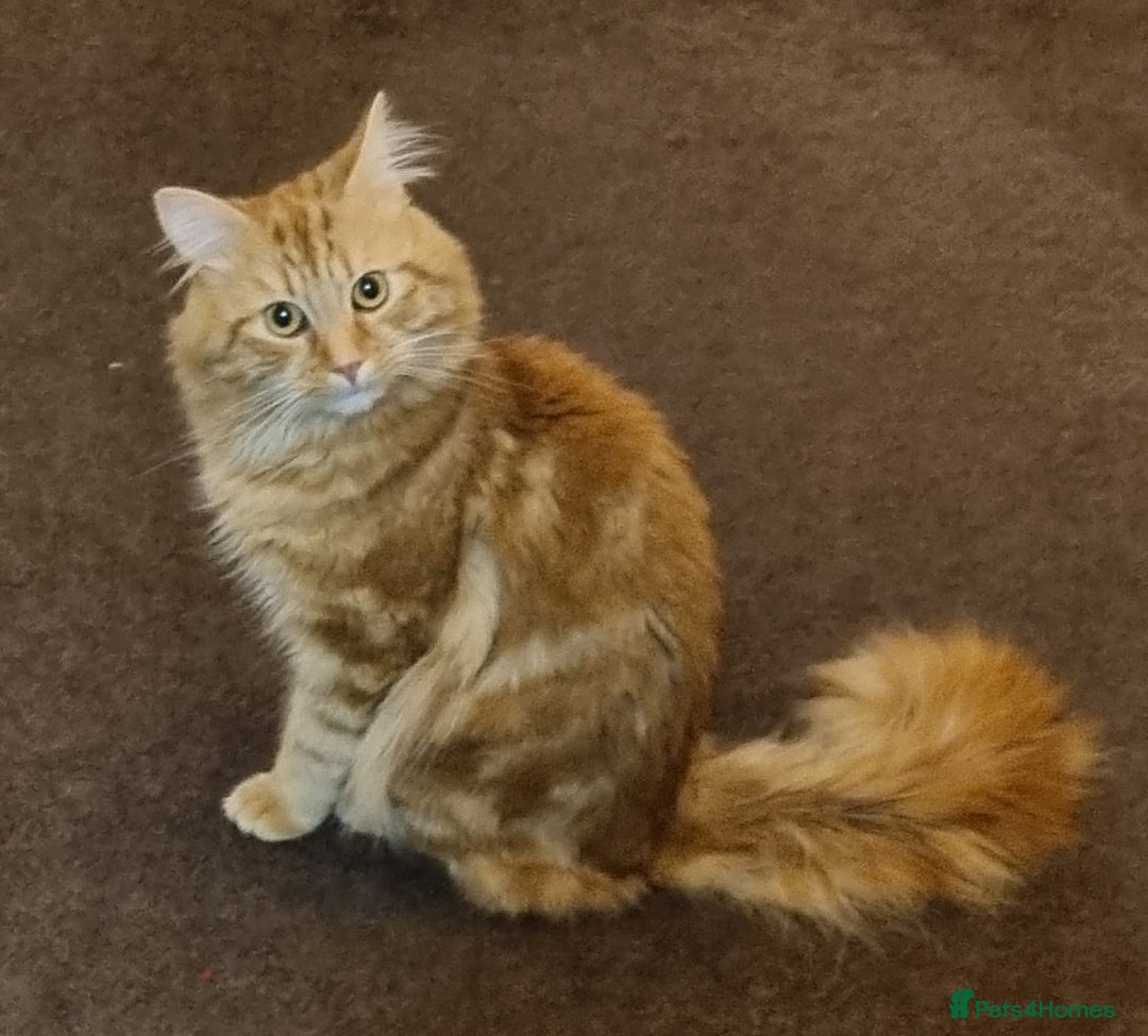Siberian cats for stud: Handsome Ginger Siberian Cat for Stud - Image 2