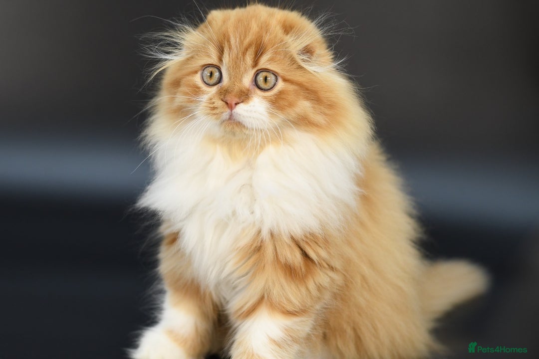 Scottish Fold cats for stud: RoyalOwl Yoshi: Scottish Fold Longhair Stud  in Banbury - Image 11