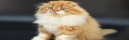 Scottish Fold cats for stud: RoyalOwl Yoshi: Scottish Fold Longhair Stud  in Banbury - Advert 11