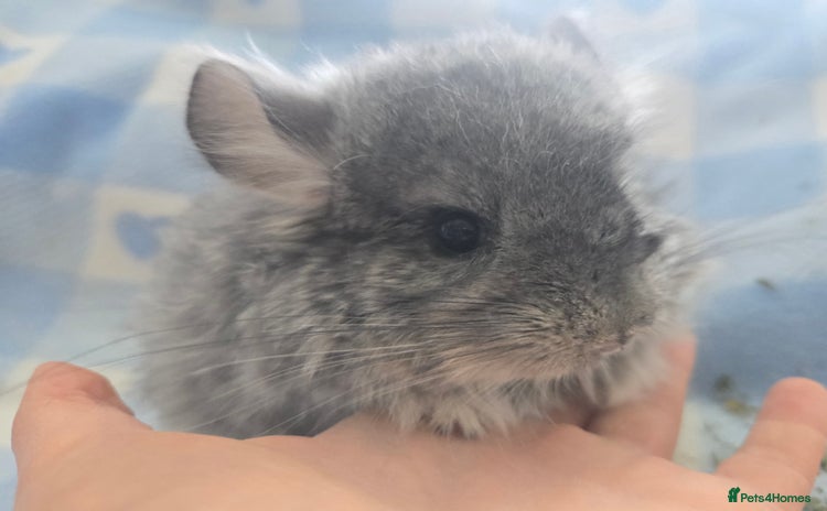 Chinchilla rodents - Advert 2