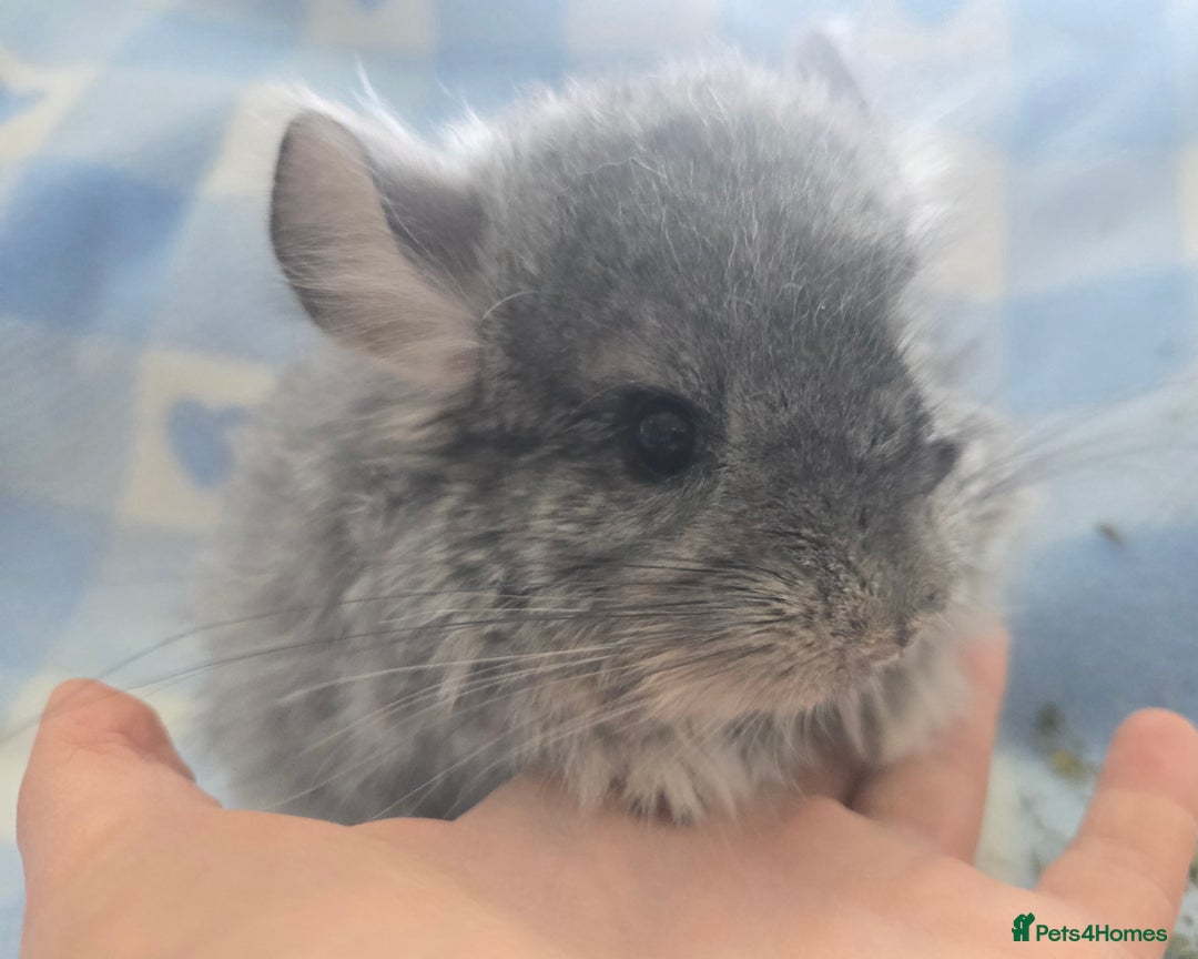Chinchilla rodents for sale: Baby Chinchillas  - Image 1