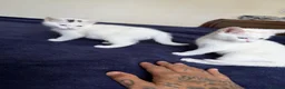 Mixed Breed cats for sale: Kittens  in Birmingham - Advert 5