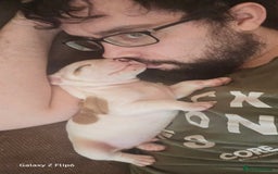 Mixed Breed dogs for sale: Strong, Healthy Presa x Staffy Pups Ready Now - Image 37