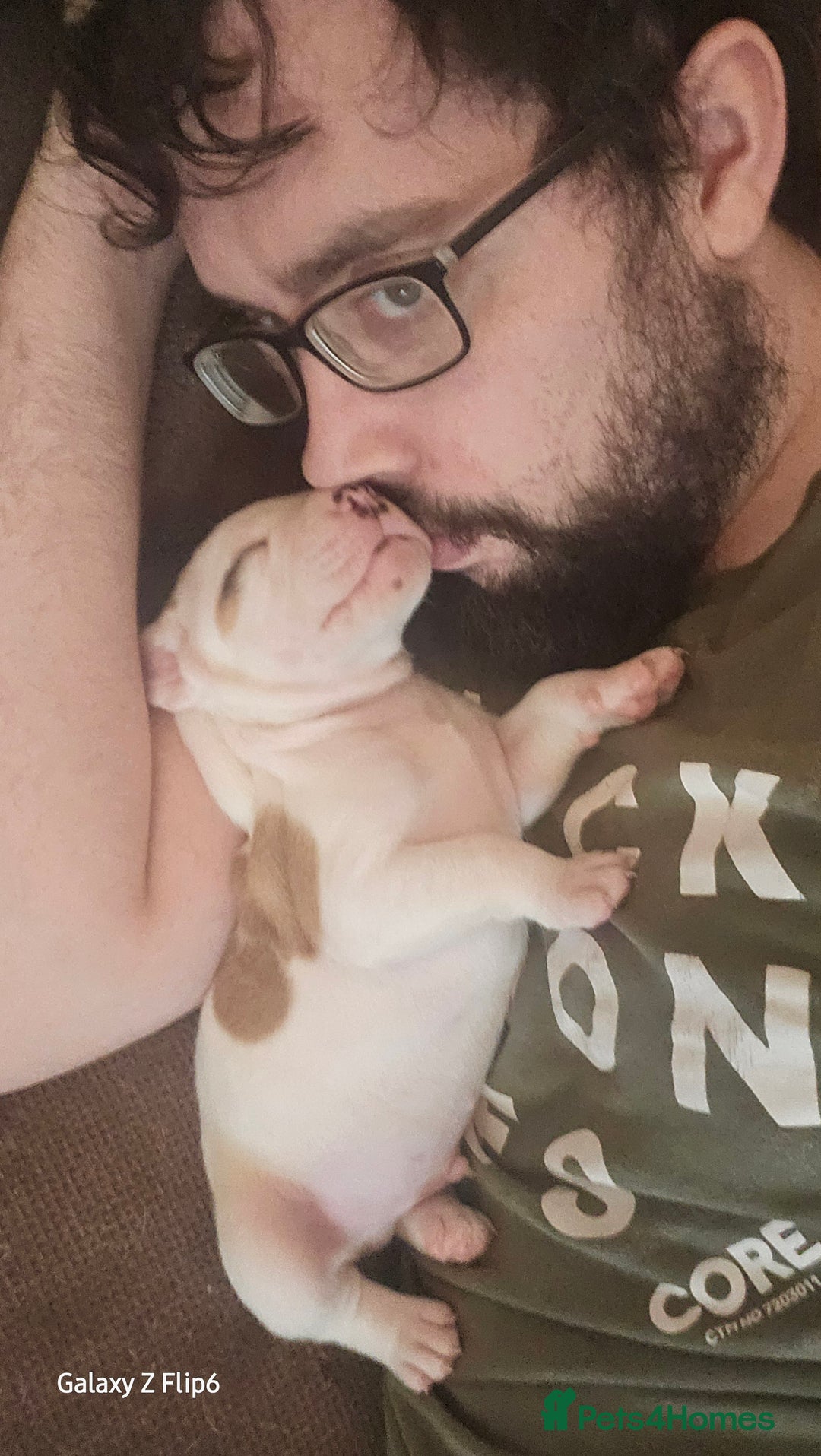 Mixed Breed dogs for sale: Strong, Healthy Presa x Staffy Pups Ready Now - Image 37