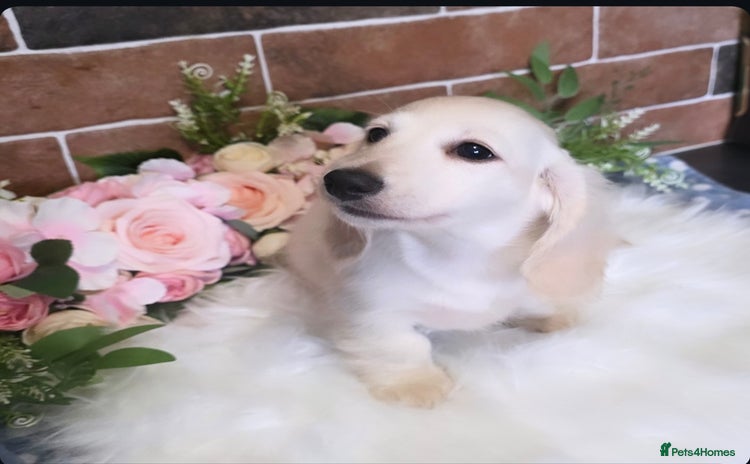 Miniature Dachshund dogs - Advert 1