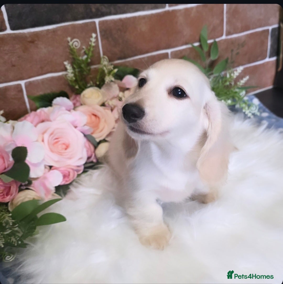 Miniature Dachshund dogs for sale: Stunning snow white cream miniature Dachshunds  - Image 1