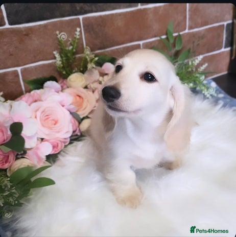 Miniature Dachshund dogs - Advert 4