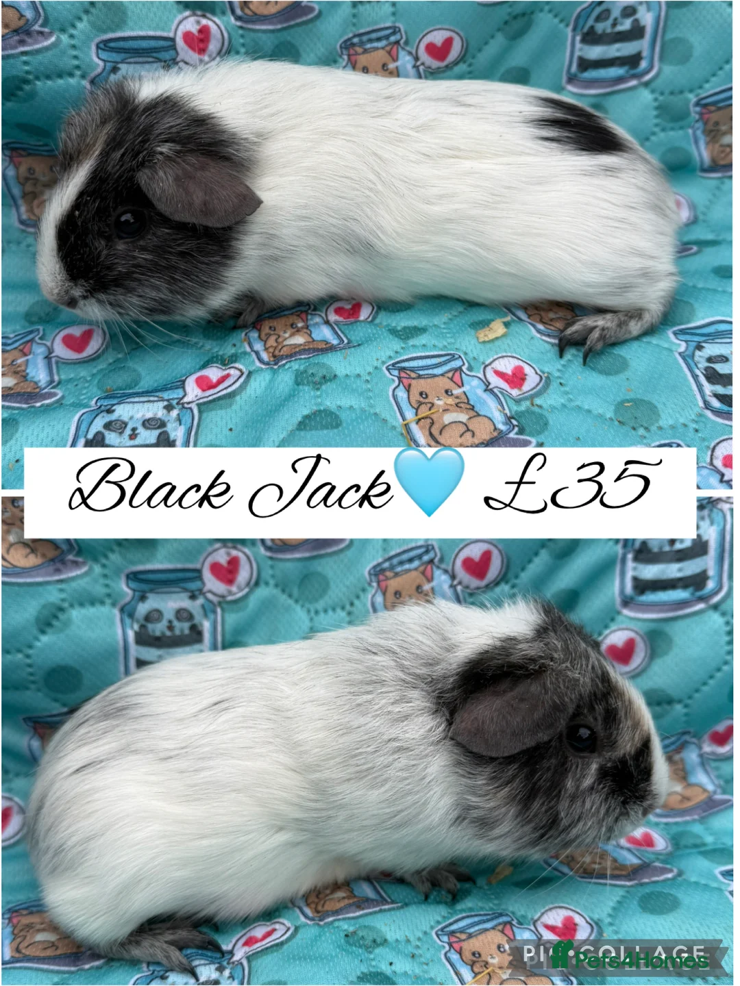 Guinea Pig rodents for sale: Male/Female guinea pigs  - Advert 4