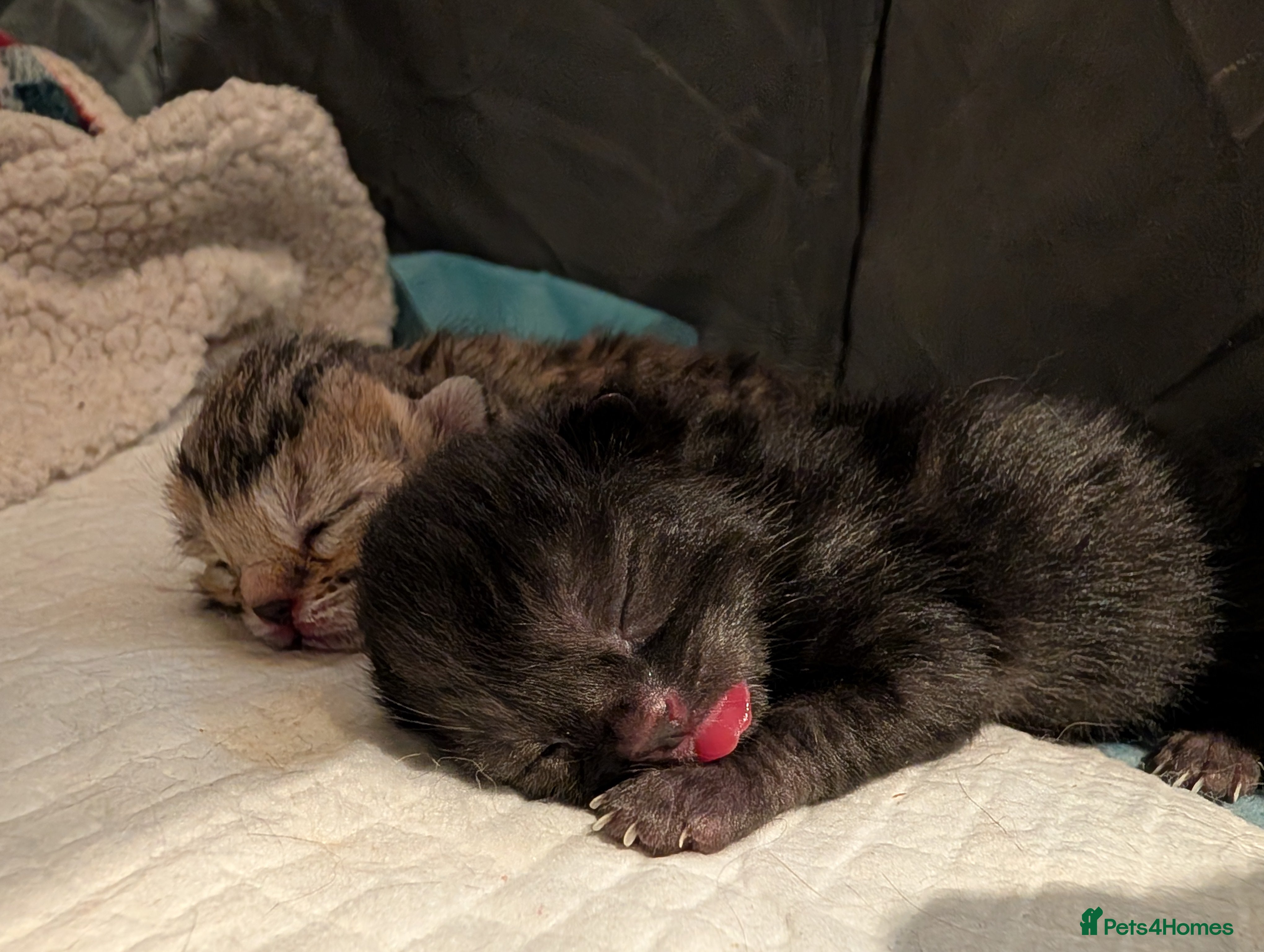 Mixed Breed cats Bengal X Scottish Fold Kittens - Advert 11