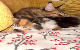 Maine Coon cats for sale: 3 Maine Coon kittens  - Advert 2