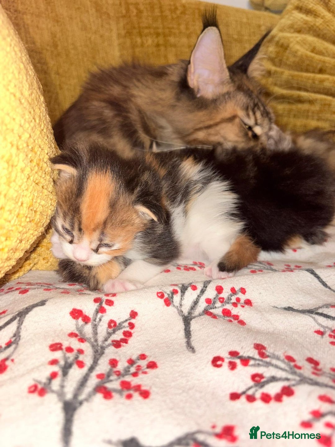 Maine Coon cats for sale: 3 Maine Coon kittens  - Advert 2