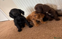 Cocker Spaniel dogs for sale: Beautiful cocker spaniels now ready - Image 7