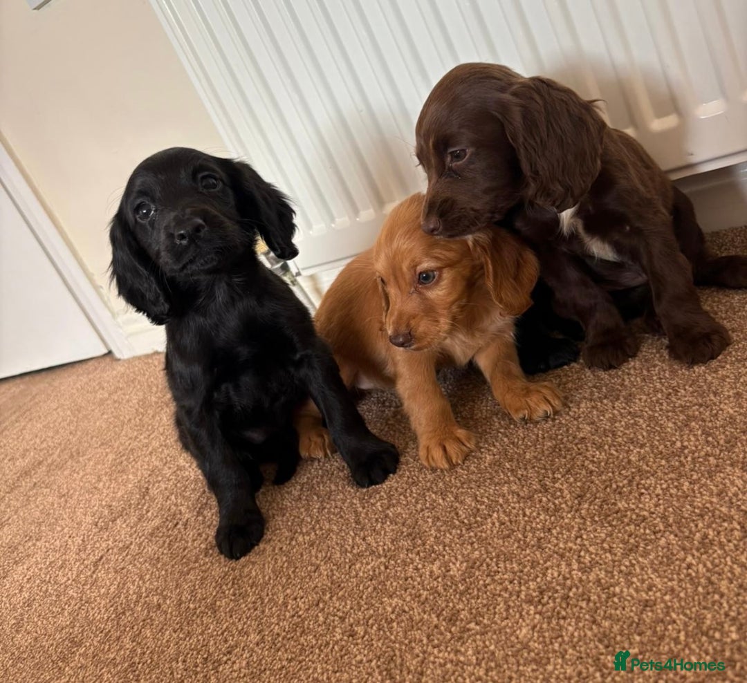 Cocker Spaniel dogs for sale: Beautiful cocker spaniels now ready - Image 7
