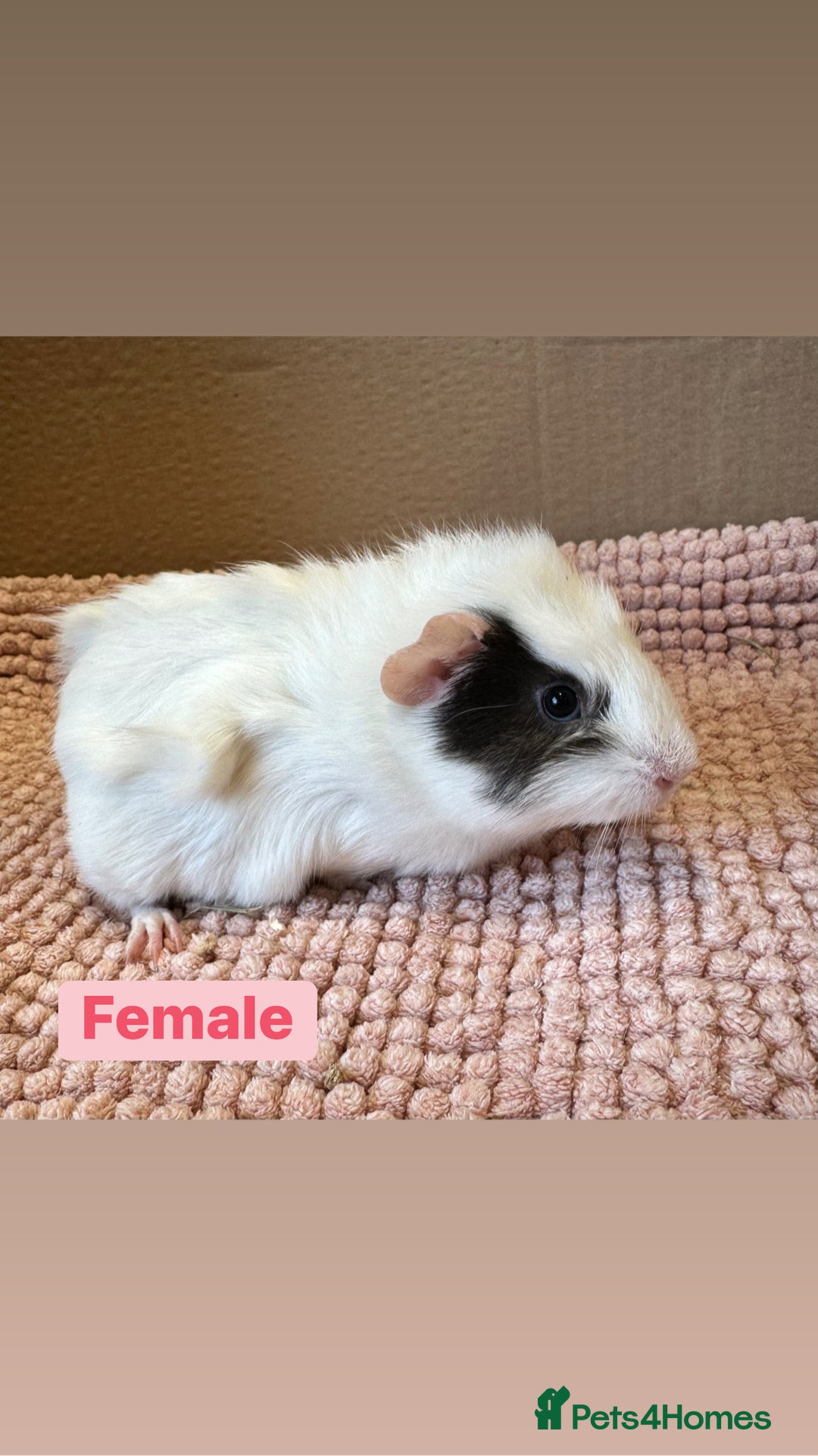 Guinea Pig rodents for sale: Young Guinea pigs  - Advert 3