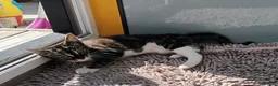 Mixed Breed cats for sale: Lovely girl looking for a new home in London - Advert 3