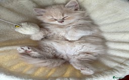British Shorthair cats for sale: TICA REG BRITISH SHORTHAIR & LONGHAIR KITTENS - Image 11