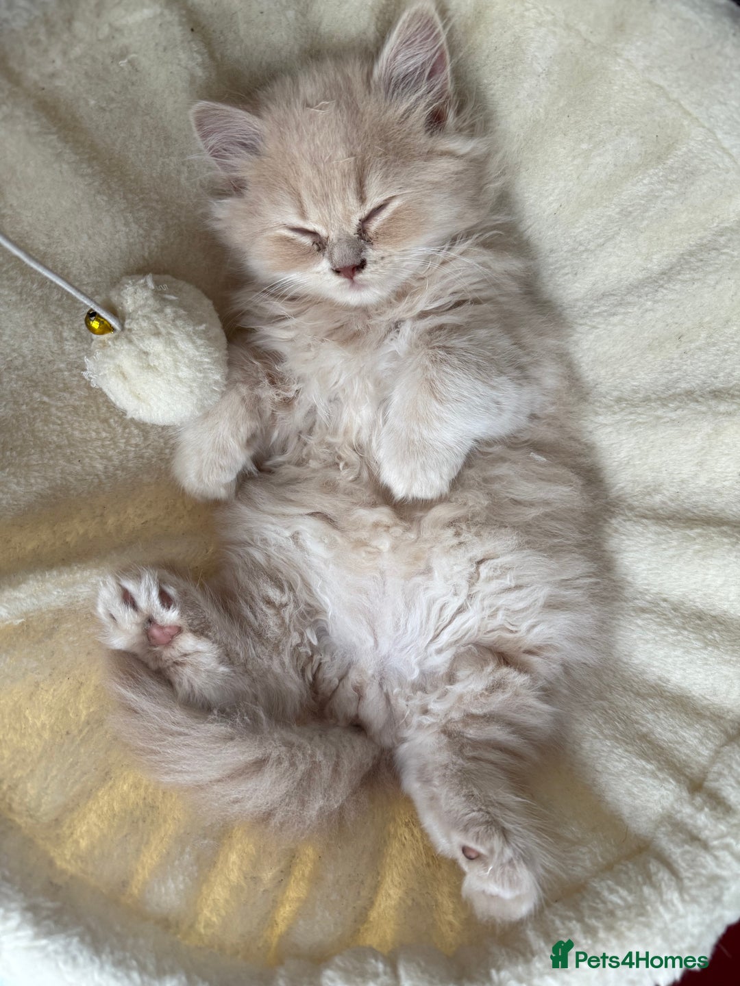 British Shorthair cats for sale: TICA REG BRITISH SHORTHAIR & LONGHAIR KITTENS - Image 11