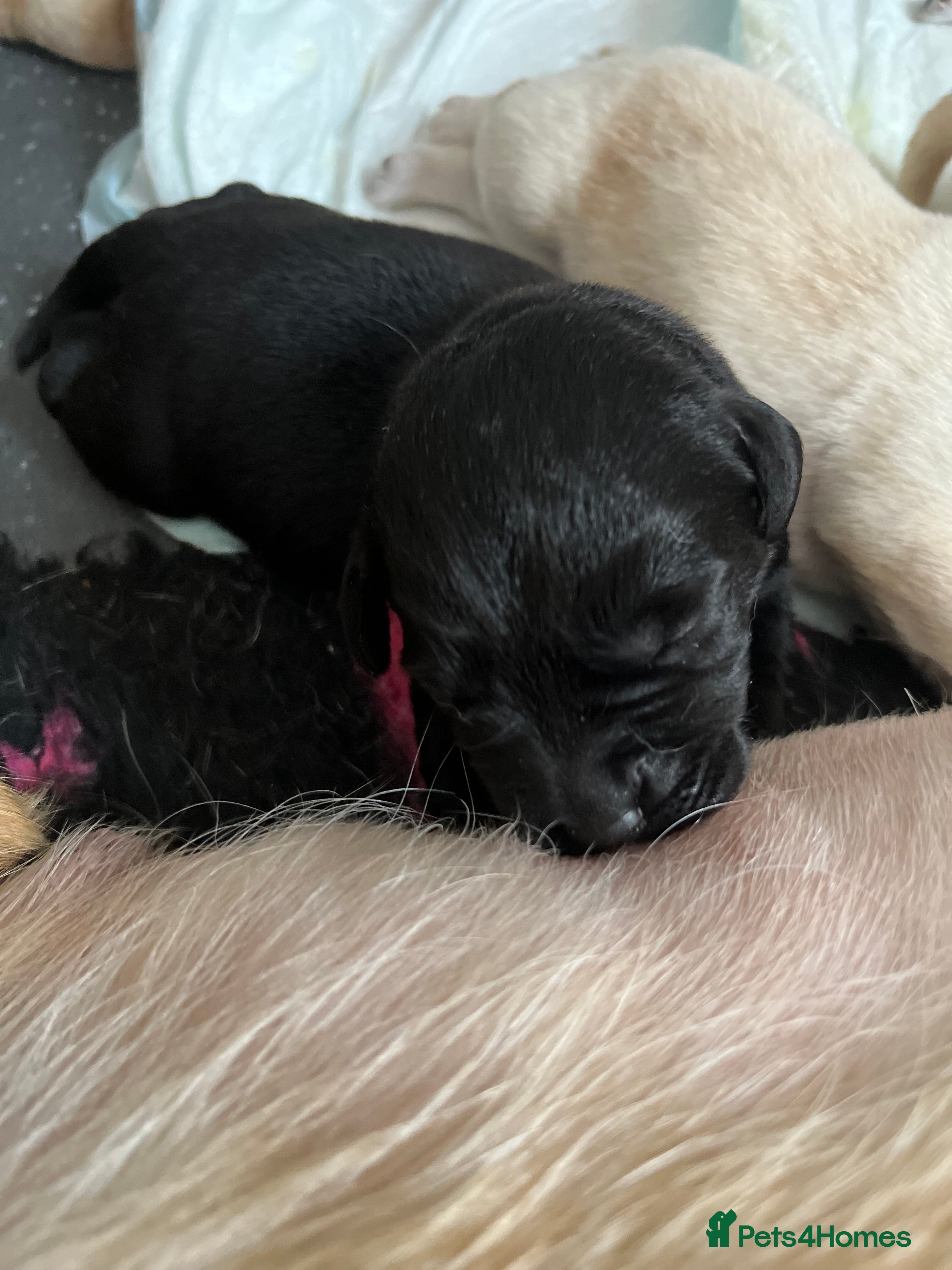 Labrador Retriever dogs Beautiful Labrador Puppies - KC Registered  - Advert 2