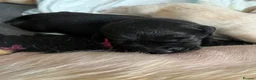 Labrador Retriever dogs for sale: Beautiful Labrador Puppies - KC Registered  in Luton - Advert 2
