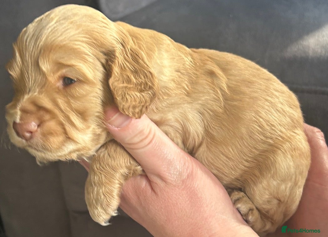 Cockapoo dogs Beautiful litter of cockapoos from family pets.  - Advert 5