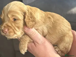 Cockapoo dogs Beautiful litter of cockapoos from family pets. - Advert 5