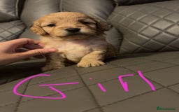 Cockapoo dogs for sale: Cockapoo for sale - Image 12