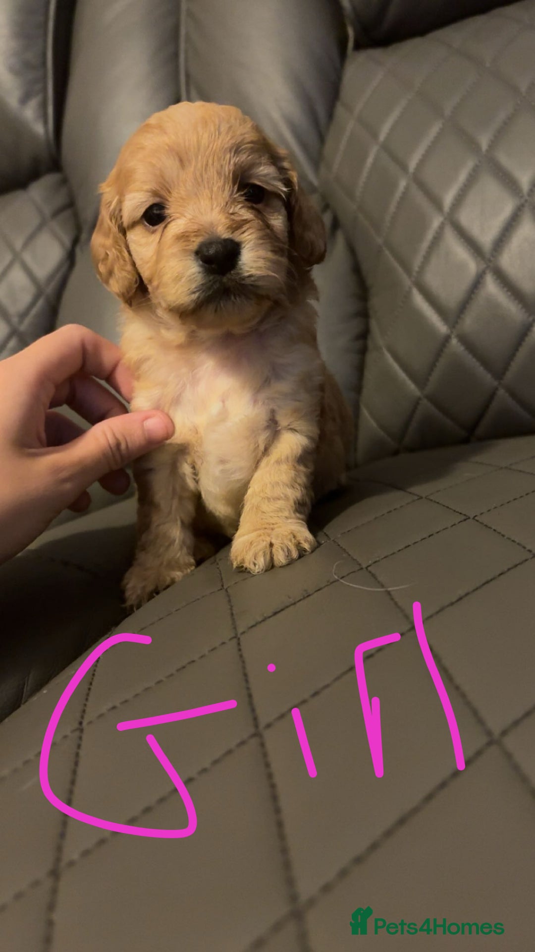 Cockapoo dogs for sale: Cockapoo for sale - Image 12