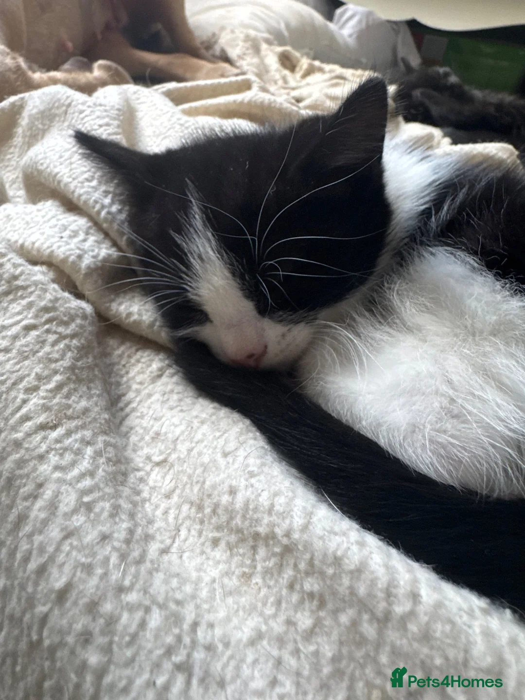 Mixed Breed cats for sale: 2 female kittens for sale  in Telford - Advert 2