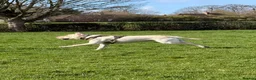 Labrador Retriever dogs for stud: Well-Trained Labrador Stud. Calm Temperament - Advert 2